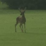 Lions Municipal Golf Course Buck, July 2nd, 2017 on #11 Fairway.
